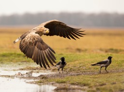 white tailed eagle