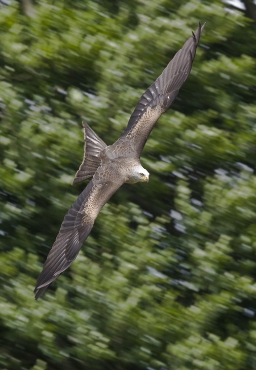 black kite