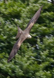 black kite