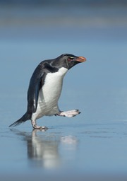 southern rockhopper penguin