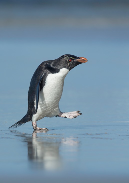 southern rockhopper penguin