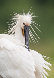 spoonbill