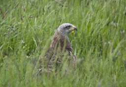 black kite