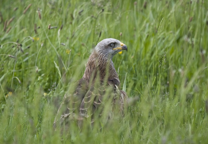 black kite