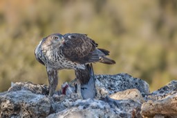 bonelli's eagle