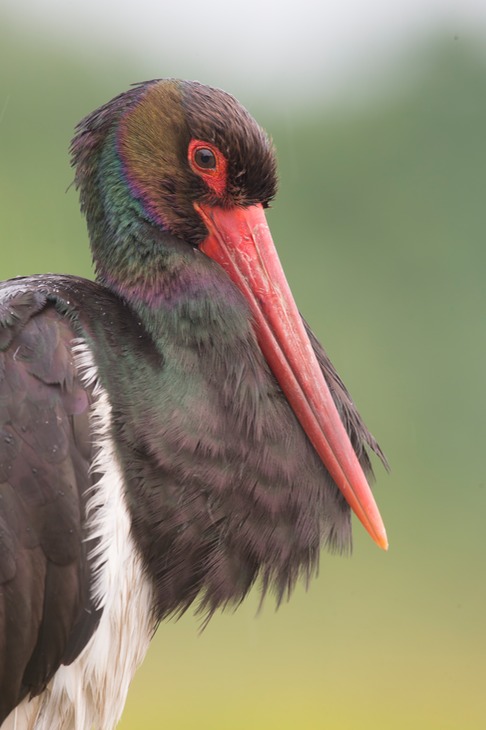 black stork