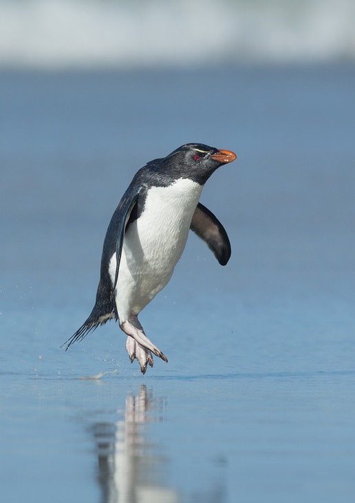 southern rockhopper penguin