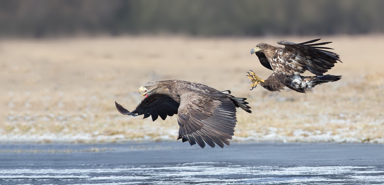 white tailed eagle