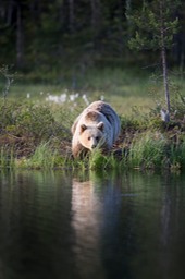 brown bear