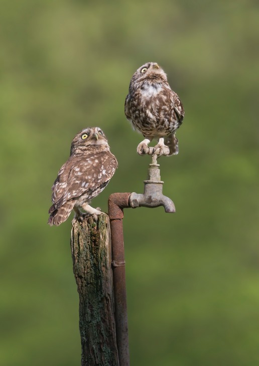 little owl