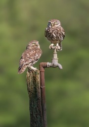 little owl