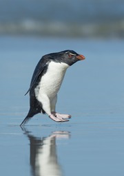 southern rockhopper penguin