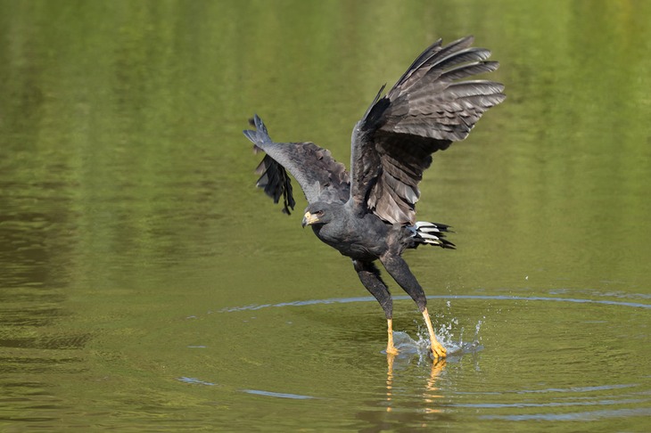 great black hawk