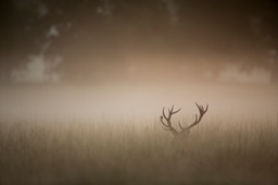 red deer