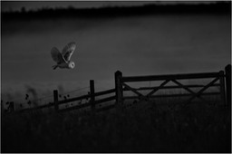 barn owl