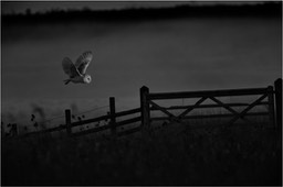 barn owl