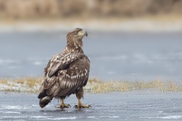 white tailed eagle