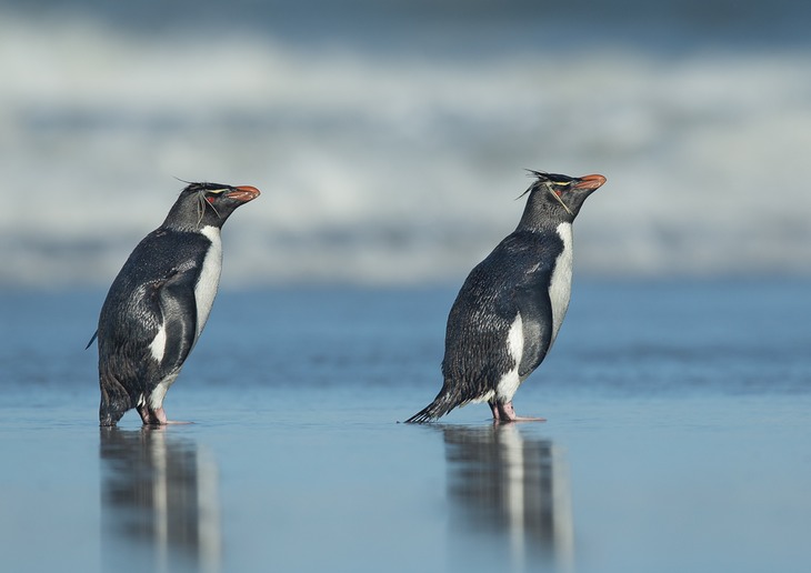 southern rockhopper penguin