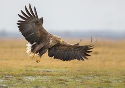 white tailed eagle