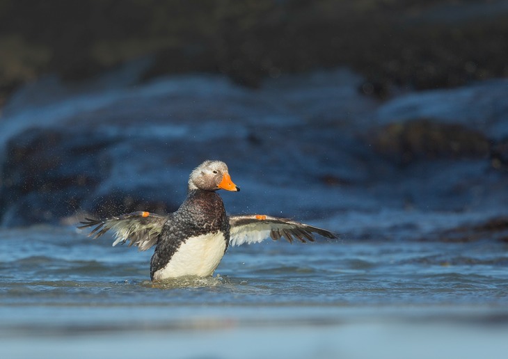 flightless steamer duck