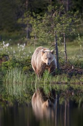 brown bear