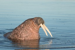 walrus