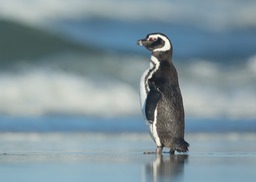 magellanic penguin