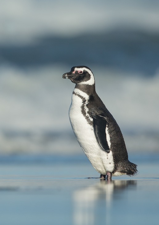 magellanic penguin