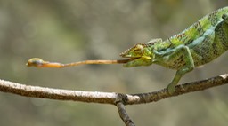 panther chameleon