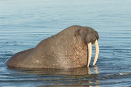 walrus