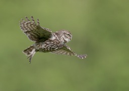 little owl