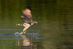 roadside hawk