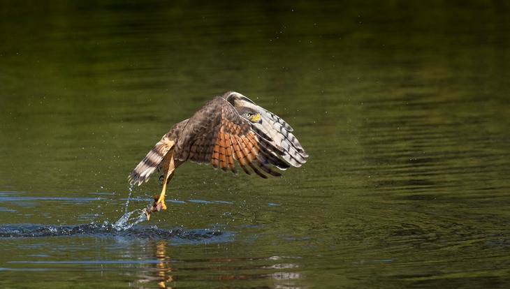 roadside hawk