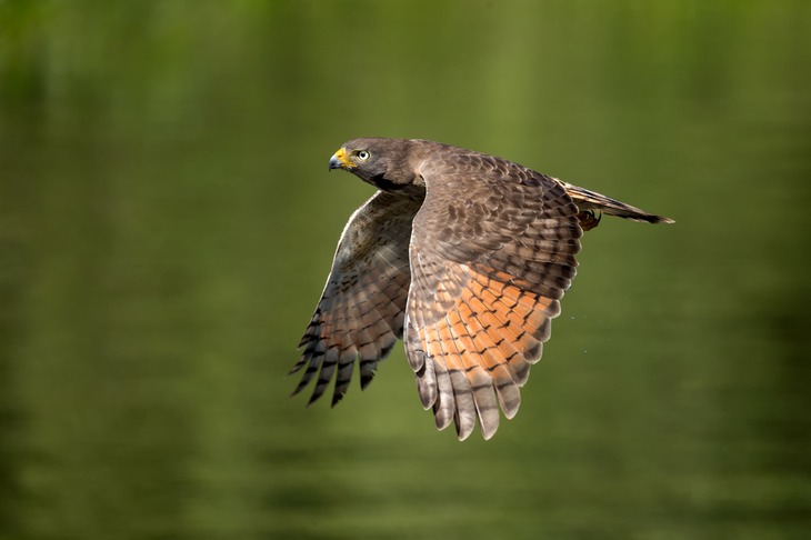 roadside hawk