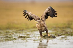 white tailed eagle