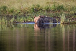 brown bear