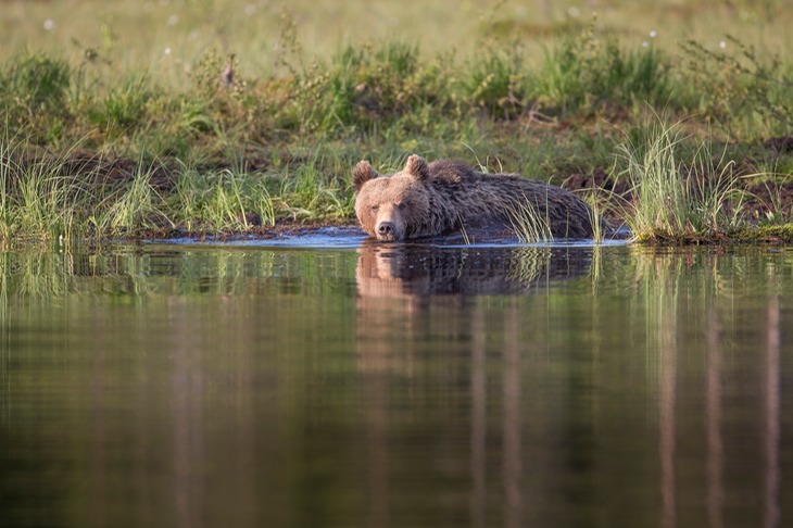 brown bear