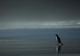 gentoo penguin