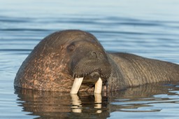 walrus