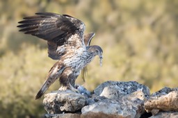 bonelli's eagle