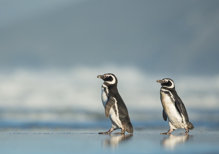 magellanic penguin