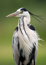 grey heron