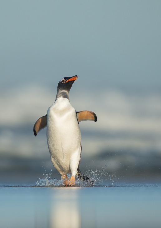 gentoo penguin