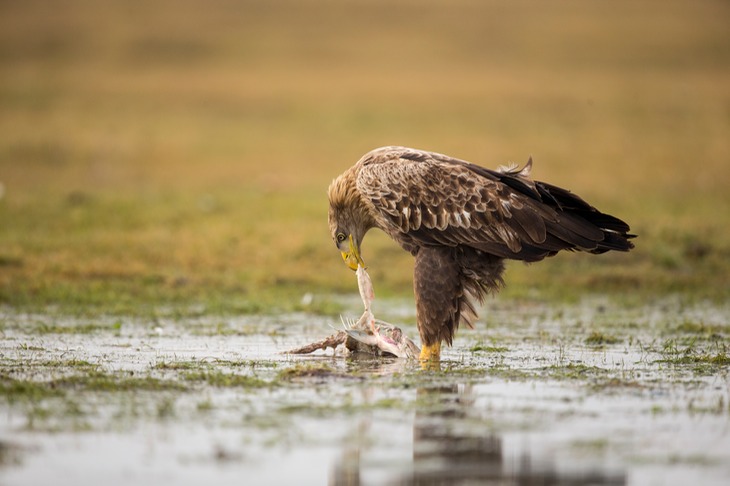 white tailed eagle