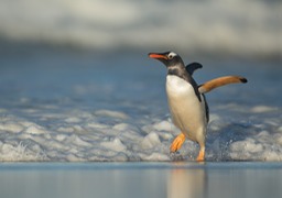 gentoo penguin