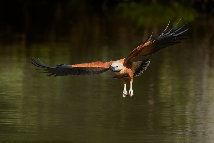 black collared hawk