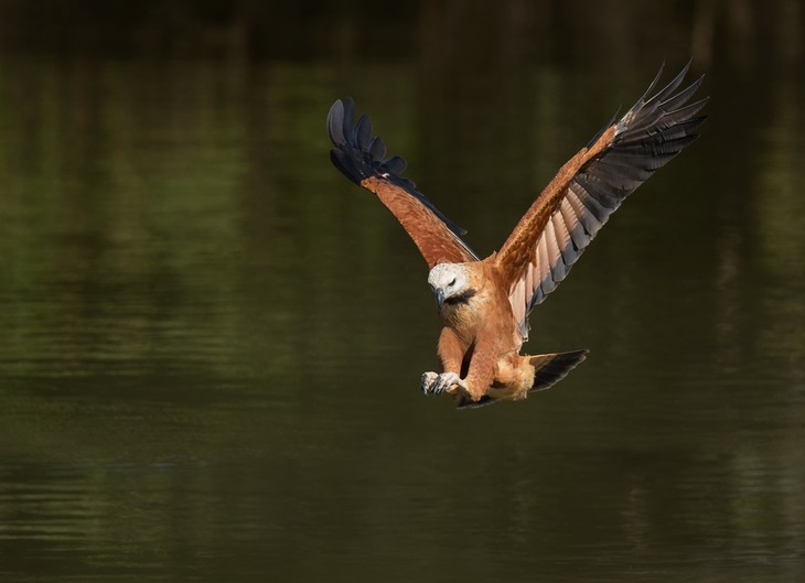 black collared hawk