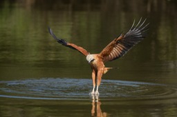 black collared hawk