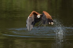 black collared hawk