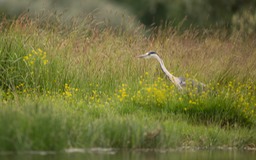 grey heron